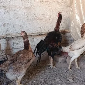 Tashkent  tavuk.  yumurtqasy