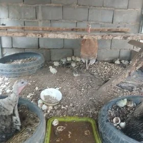 Индук Жуже,.