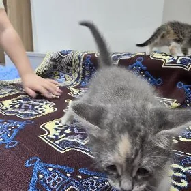 pisijekler(котята)