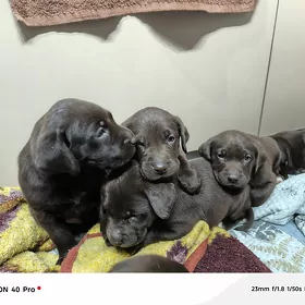 щенки лабрадора