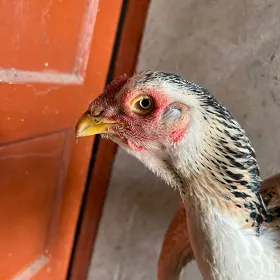 товук бойцовы