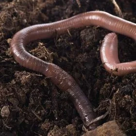 черви для рыбалки