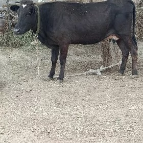 gibrit göleli sygyr