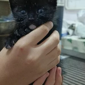 arassaja öý pishikler