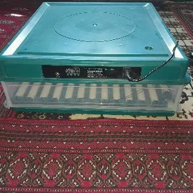 inkobator juje cykaryan