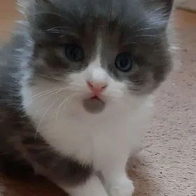 отдам котят