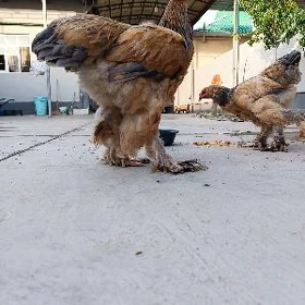 Brama рaliwi boýny kül reňkli