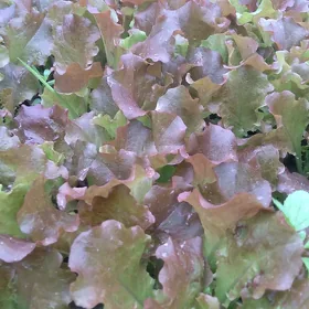 ОТ КВРЧК  САЛАД ЛИСТ