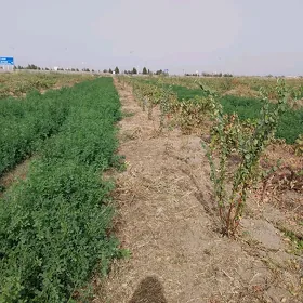 оба хожалык