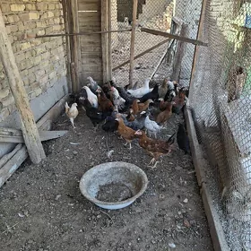 towuk jüýjeler 5 ýarym aýlyk