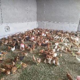 Elin jüýje/Цыплята