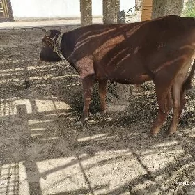 ой хайванлар