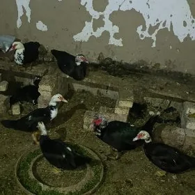 İndigutga ýumurtga