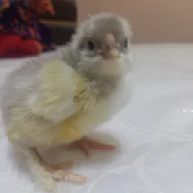 brama broller katys juyjeler