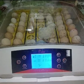 inkubator 56 yumurtgalyk