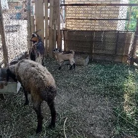 owlakly geçi goýun