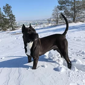 Вязка для Питбуля