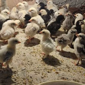 Büroler paroda jüyje