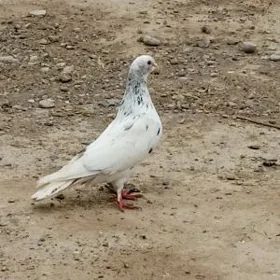 kepderi голуби