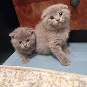 животные