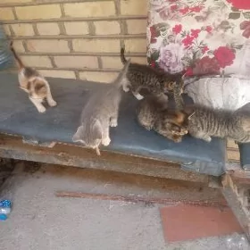 5 пишик чага