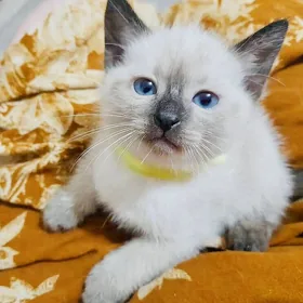 сиамский котенок