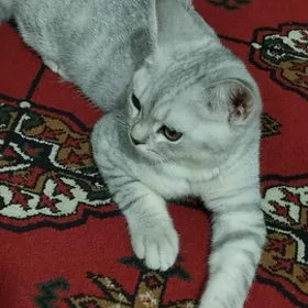 кошка парода