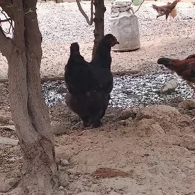 Gigant Brama Yumurtga