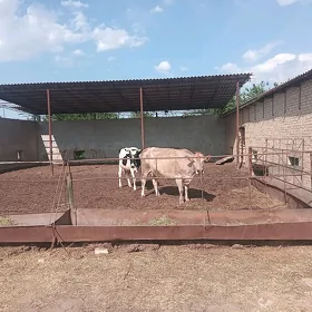 саглык сыгыр