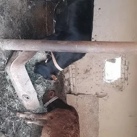 gulajyn we öküzçe