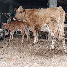 simental kelek göleli sygyr