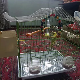 попугайчики