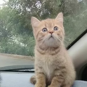 шотландские котята