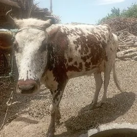 Sağlık sygir gölgesiz