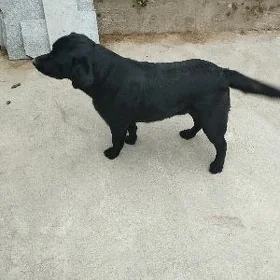Labrador