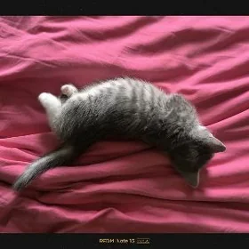 Отдадим котенка в добрые руки