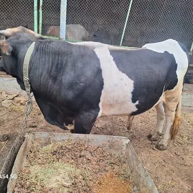 Oküz tayyr bakyda duran