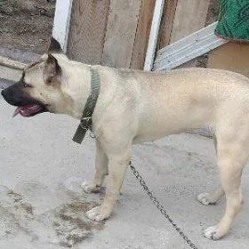 Pitbull 