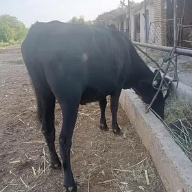 Arassa çorny piýostyr bogaz