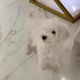 мальтипу  6месяцев