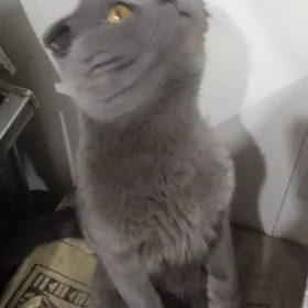 ВИСЛОУХИЙ КОТ 