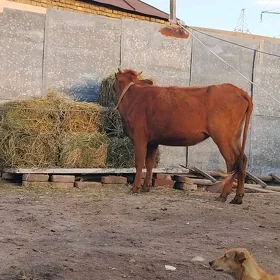 богаз унажын