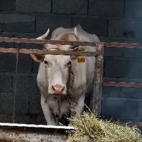 Goleli sygyr sarella