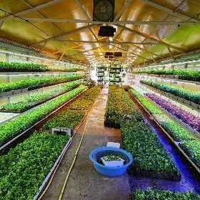 5 gektar yeri gülçilik üçin