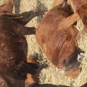 ULY Mal bakmaga çopan we çopana kömekçi gerek