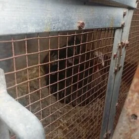 kurk yumurtgalary bln bile