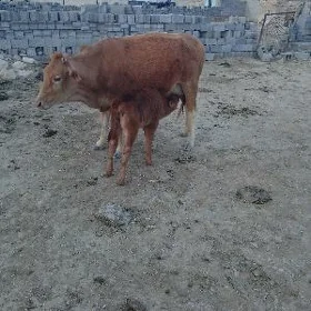 gölely we bogaz sygyr