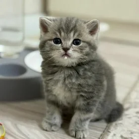 шотландские котята