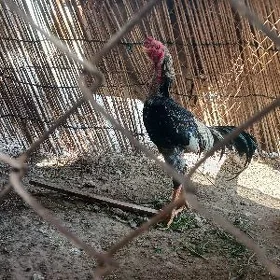 ТАШКЕНТ  ХОРАЗ