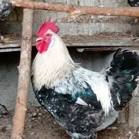 Balgar brama horazlar